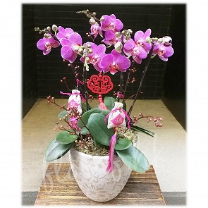 COR21  賀年年花 - 迷你蝴蝶蘭花6枝   COR21  賀年年花 - 迷你蝴蝶蘭花6枝